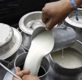 दुग्ध किसानको रु ४८ करोड भुक्तानी बाँकी