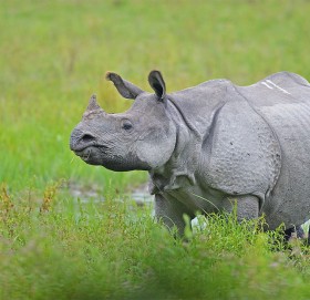पर्यटक घुमाउन चितवन निकुञ्ज गएका नेचर गाइडको गैंडाको आक्रमणबाट मृत्यु