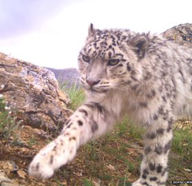 हिउ चितुवा जोगाउन समस्या