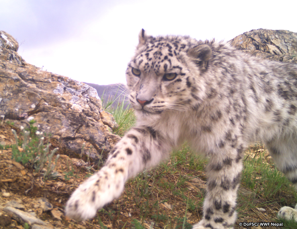 हिउ चितुवा जोगाउन समस्या