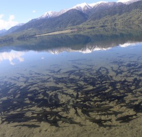 पर्यटकको आक्रर्षण बन्दै राराका असला