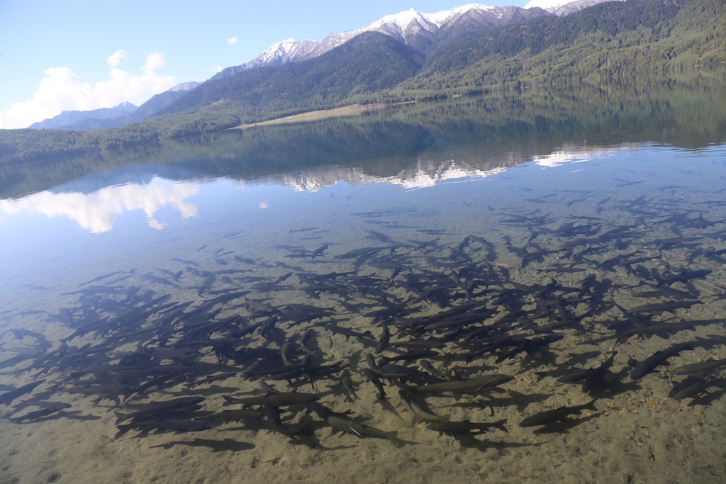 पर्यटकको आक्रर्षण बन्दै राराका असला