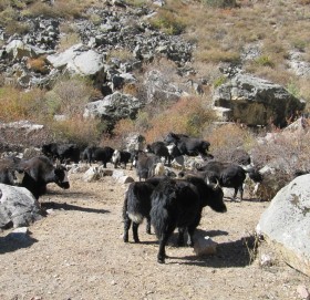 हिमाली भेगमा चौरी पालन घट्दै