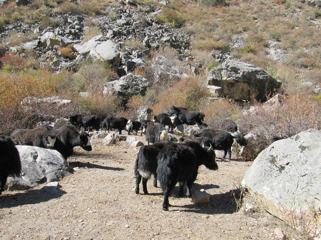 हिमाली भेगमा चौरी पालन घट्दै