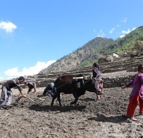 कार्मारोङमा एक गोरु जोतेर खेती