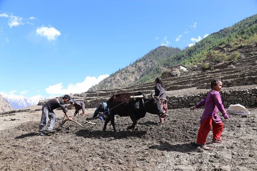 कार्मारोङमा एक गोरु जोतेर खेती