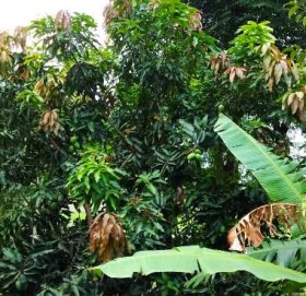 मुगु सुकाढिकमा आँप फल्दा किसान खुशी