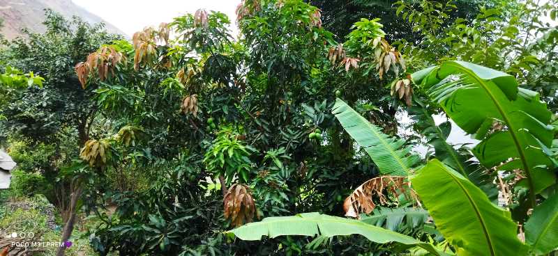 मुगु सुकाढिकमा आँप फल्दा किसान खुशी