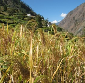 कर्णालीमा लोपहुदै पुख्र्यौली बाली