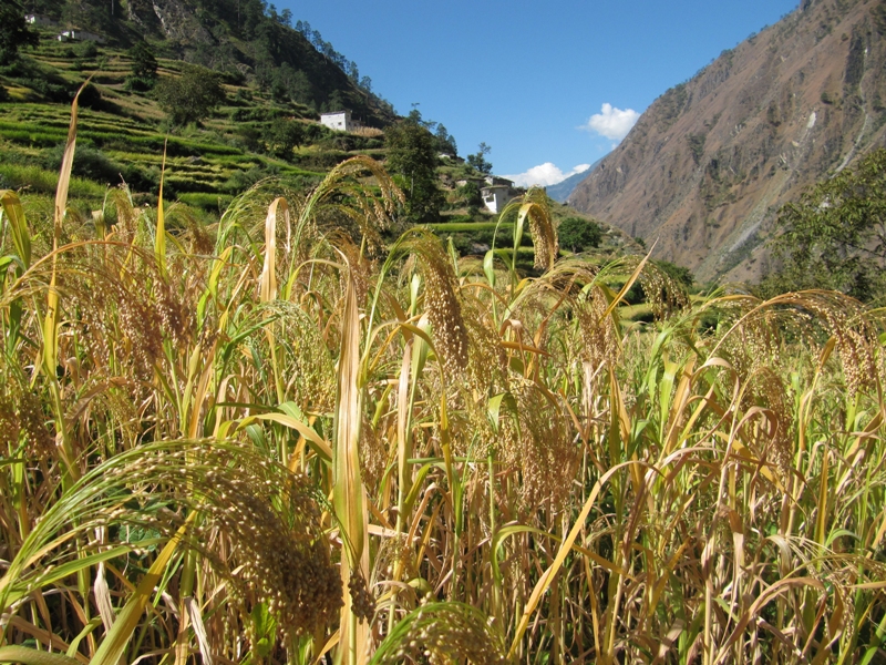 कर्णालीमा लोपहुदै पुख्र्यौली बाली