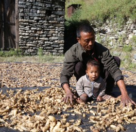 कर्णालीको जडिबुटी भारततिर निर्यात