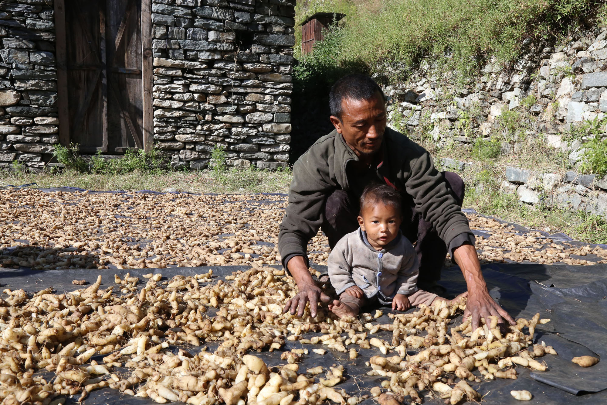 कर्णालीको जडिबुटी भारततिर निर्यात
