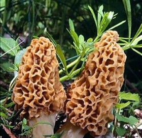 खडेरीले गुच्चीच्याउ उत्पादनमा न्यून