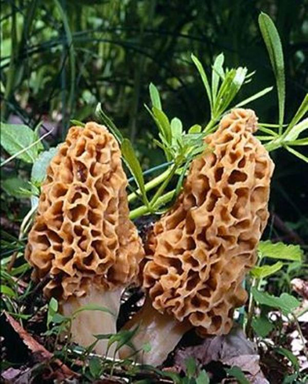 खडेरीले गुच्चीच्याउ उत्पादनमा न्यून