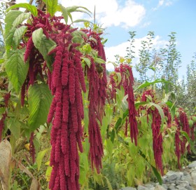 कर्णालीमा लोपहुदै लट्टे बाली
