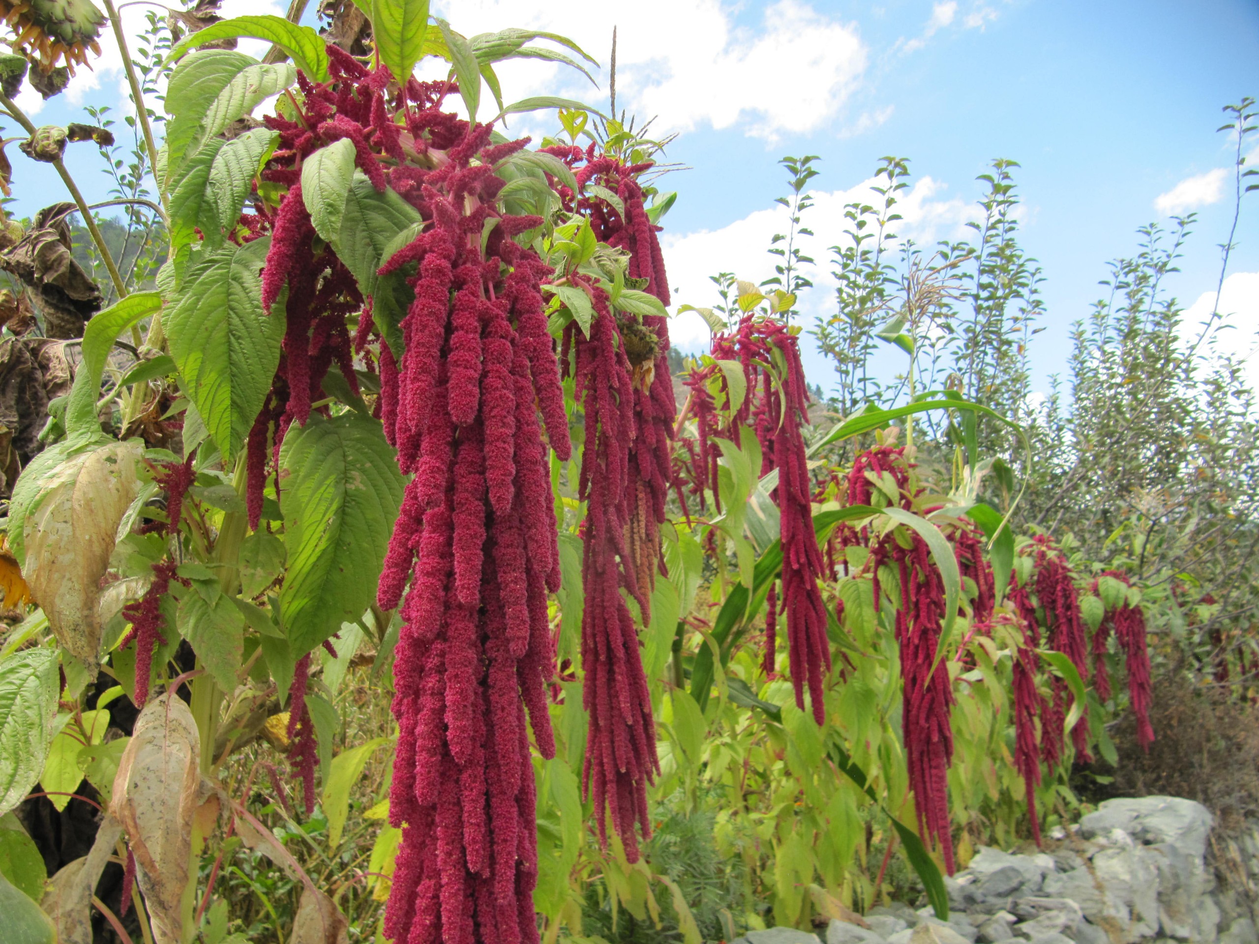 कर्णालीमा लोपहुदै लट्टे बाली