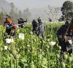 एक सय ७२ रोपनीमा लगाइएको अफिमखेती नष्ट