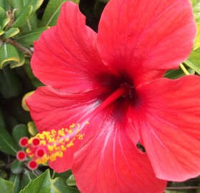 पार्कदेखि घरको बगैंचासम्म पाइने घण्टी फुलको जरादेखि पातसम्म औषधि, यी ४ रोगमा हुन्छ प्रभावकारी