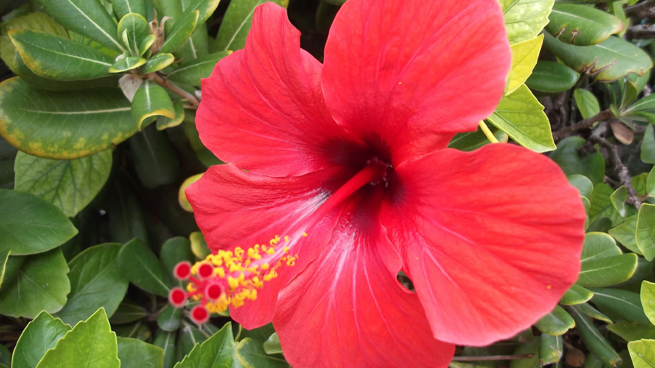 पार्कदेखि घरको बगैंचासम्म पाइने घण्टी फुलको जरादेखि पातसम्म औषधि, यी ४ रोगमा हुन्छ प्रभावकारी