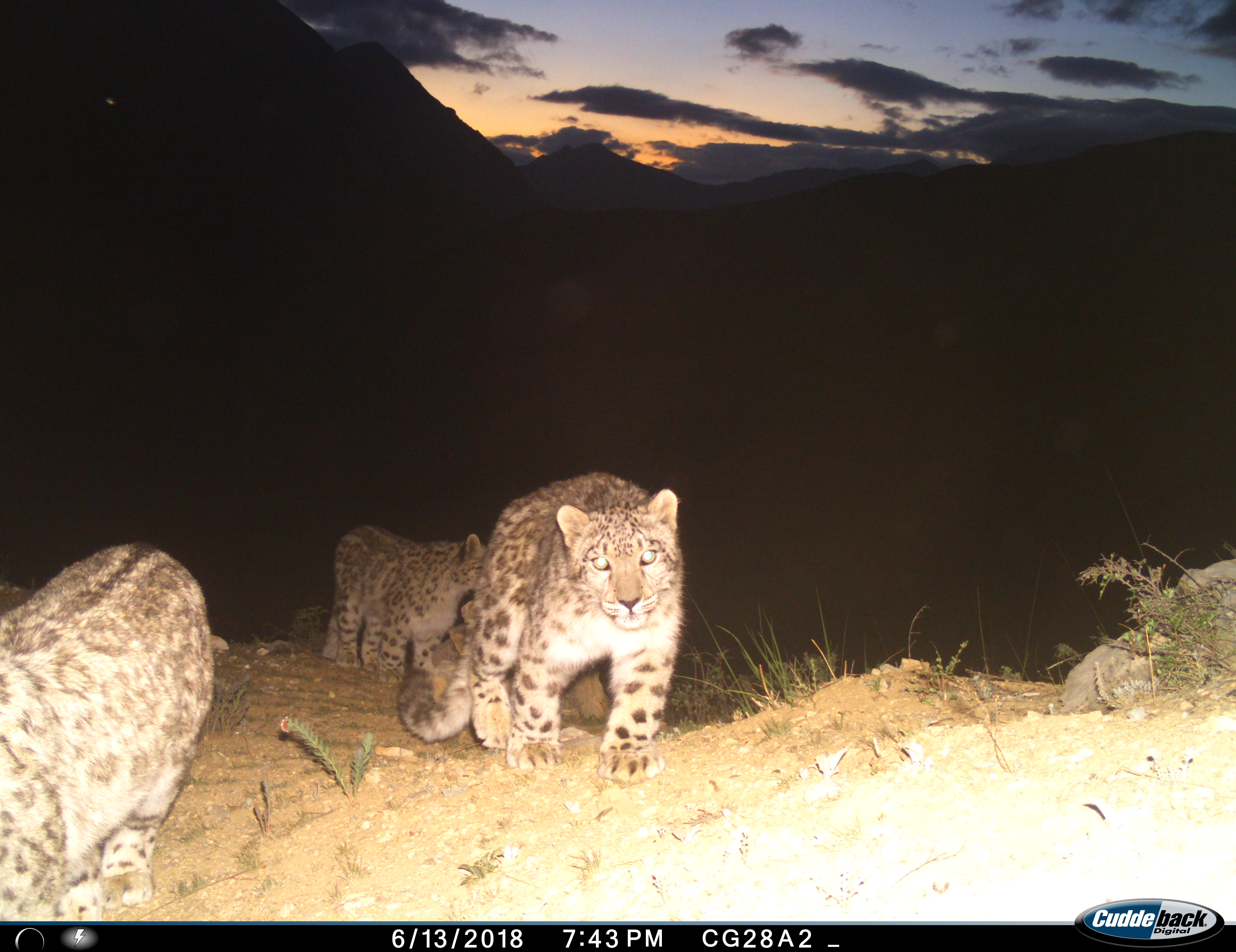 डोल्पामा हिउ  चितुवाको संख्या उच्च