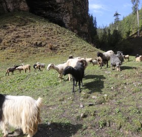 लेकतिर उक्लिदै भेडा