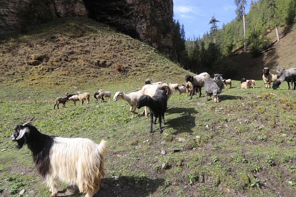 लेकतिर उक्लिदै भेडा