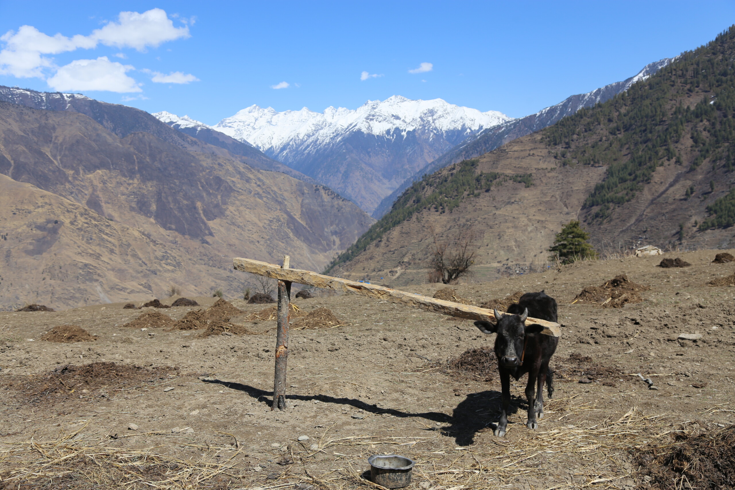 गोरुको काधमा सुइरो