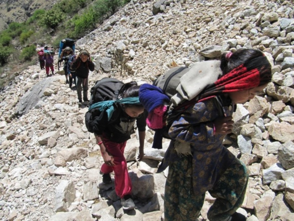 सुरु भयो, यार्सा टिप्ने मौसम