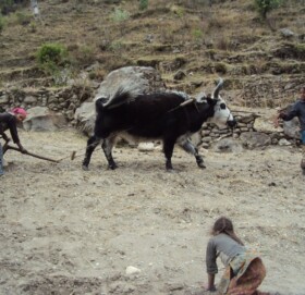 एक गोरुको खेतीले बर्षभरि खाना