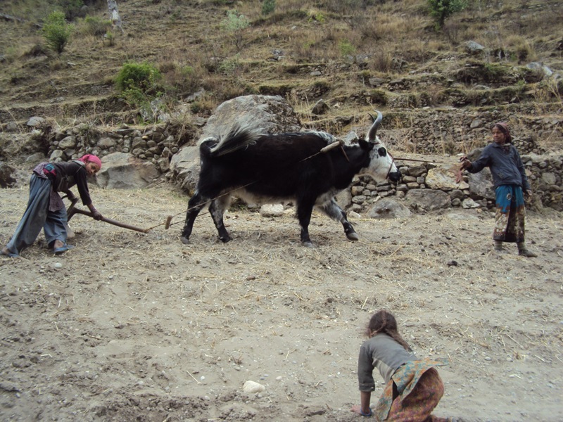 एक गोरुको खेतीले बर्षभरि खाना