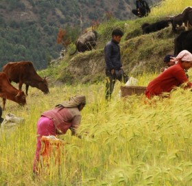 कृषकलाई जौ गहु टिप्न चटारो
