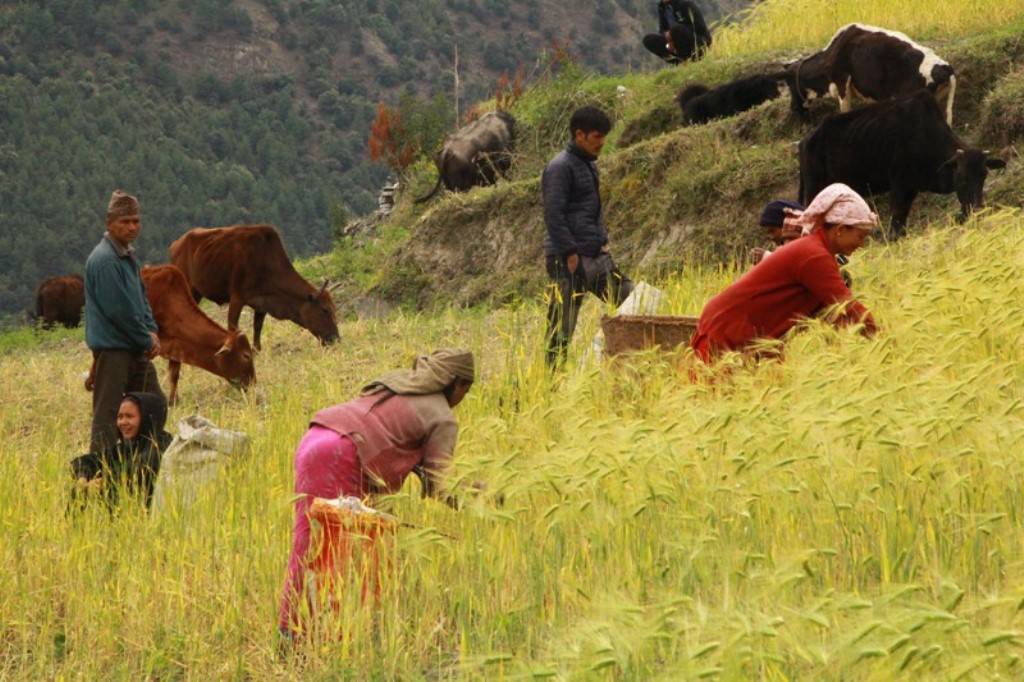 कृषकलाई जौ गहु टिप्न चटारो