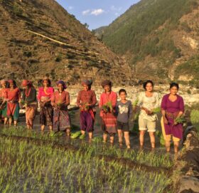 मुगुमा धान रोपाइ सुरु