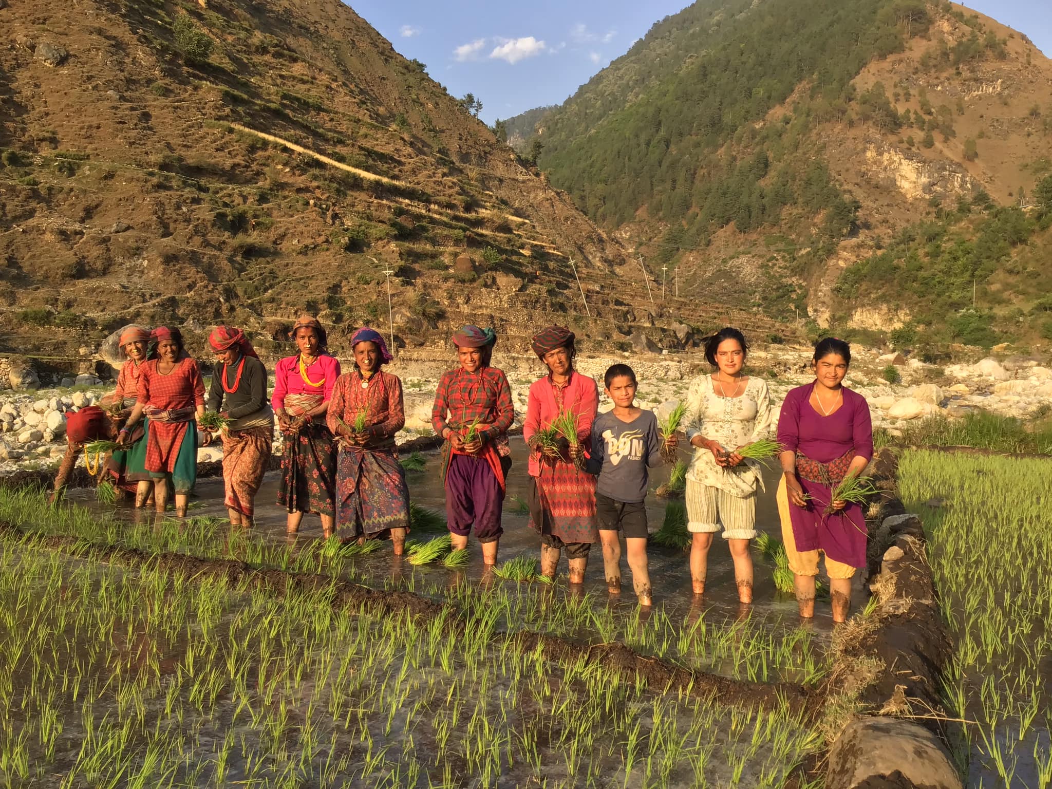 मुगुमा धान रोपाइ सुरु