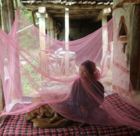 तराईका लामखुट्टे हिमालमा उक्लिदै