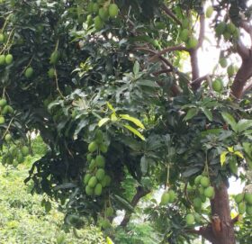 मुगुमै फल्यो आँप     किसान उत्साहित