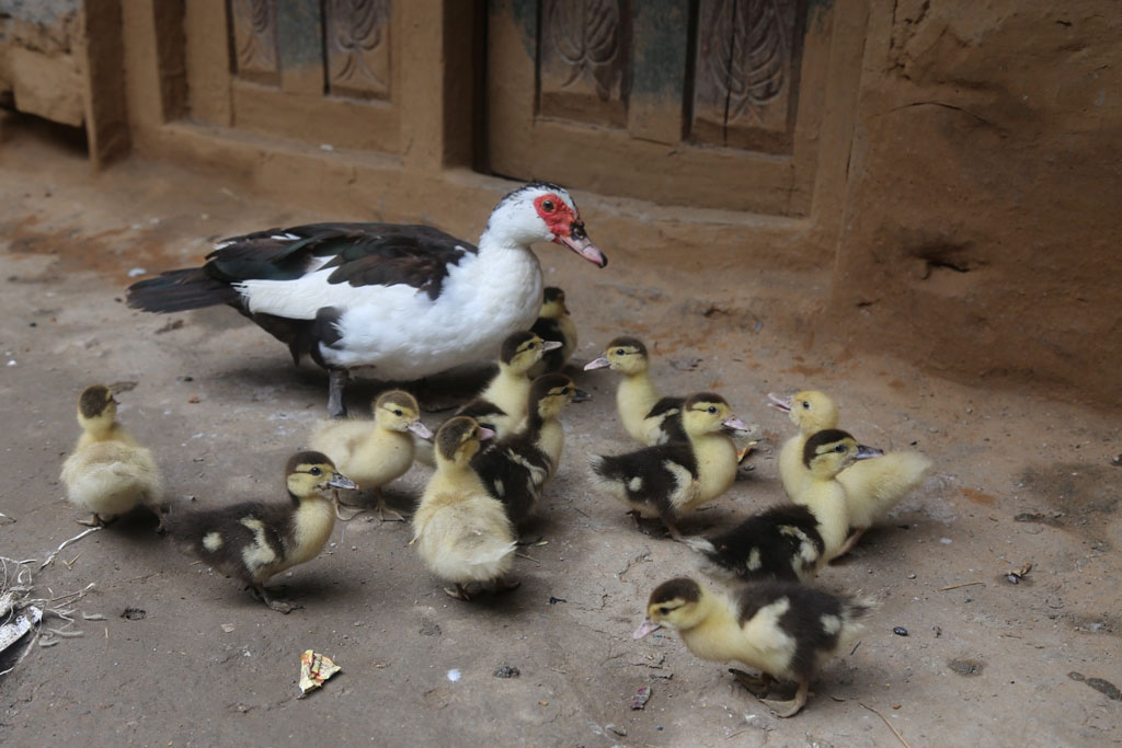 तराईका हाँस पहाड उक्लिए