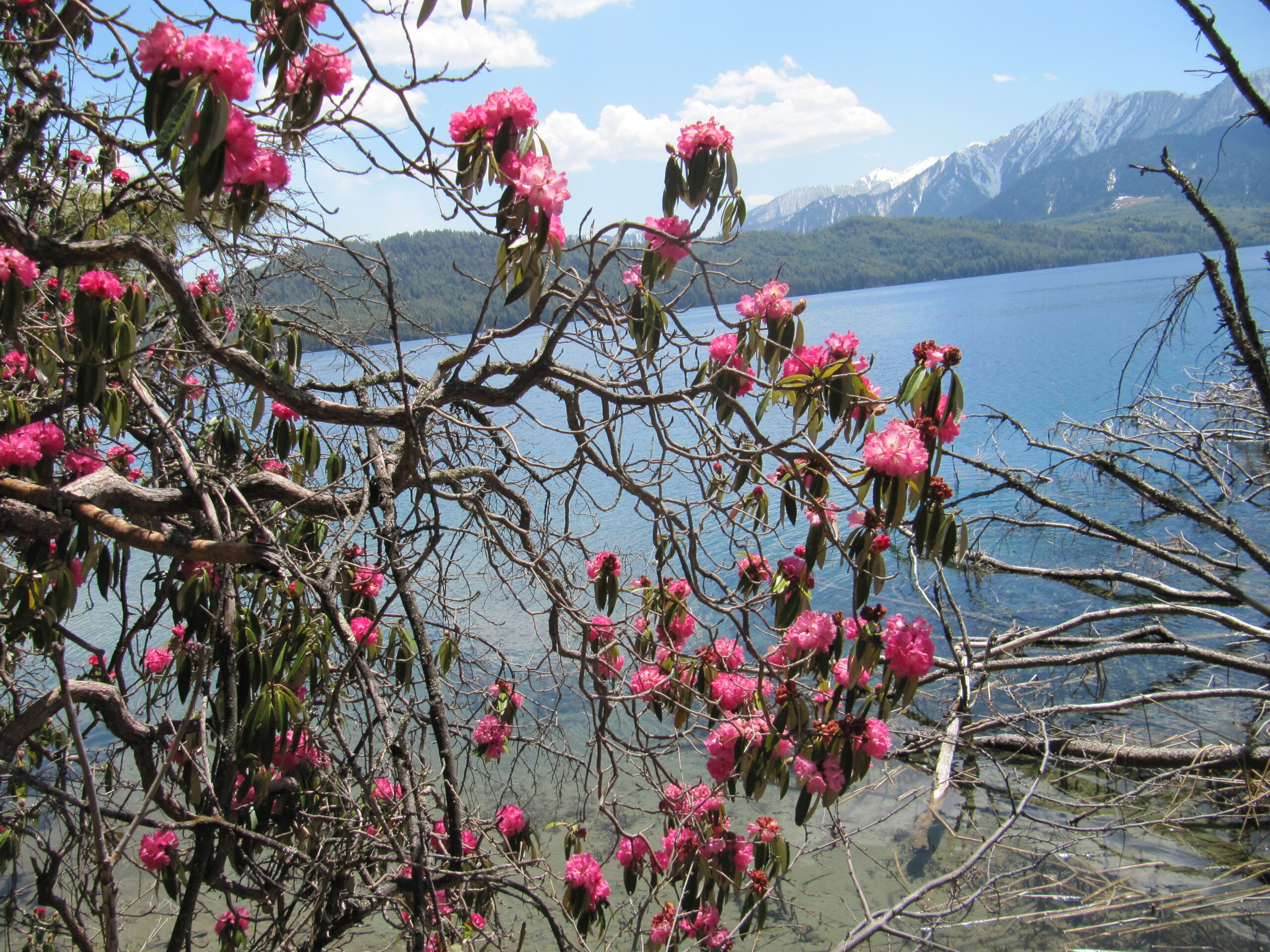 रारा घुम्न आए १३ हजार पर्यटक