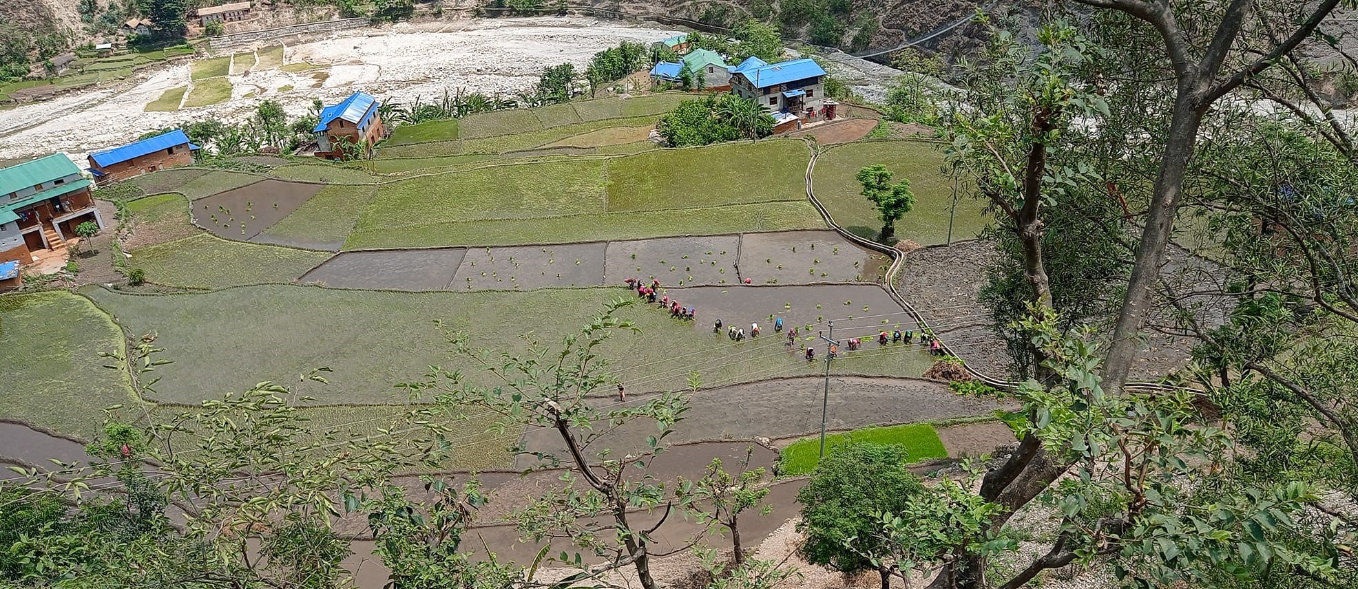 मुगु खत्याडमा रोपाइको चटारो