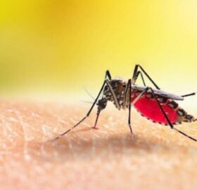 ७१ जिल्लामा फैलियो डेङ्गु सङ्क्रमण