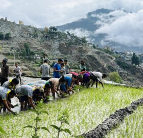 हिमाली जिल्ला मुगुमा ७० प्रतिशत धान रोपाई