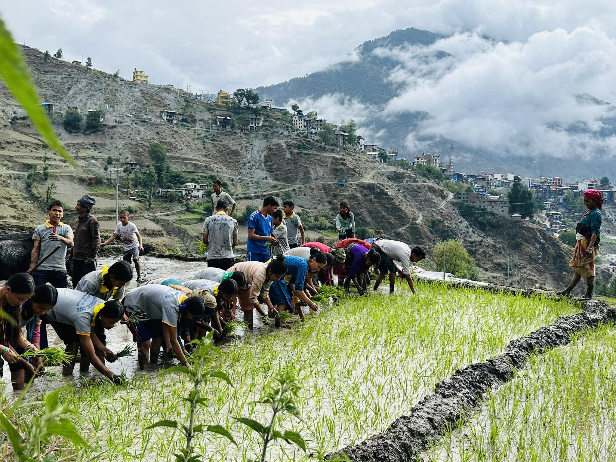 हिमाली जिल्ला मुगुमा ७० प्रतिशत धान रोपाई
