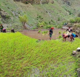 बर्षासंगै रोपाईमा ब्यस्त किसान