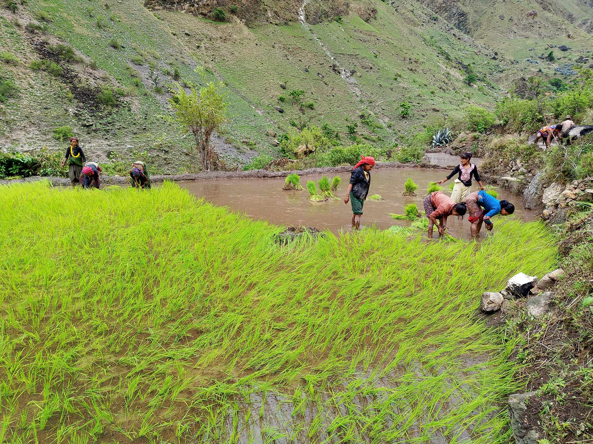 बर्षासंगै रोपाईमा ब्यस्त किसान