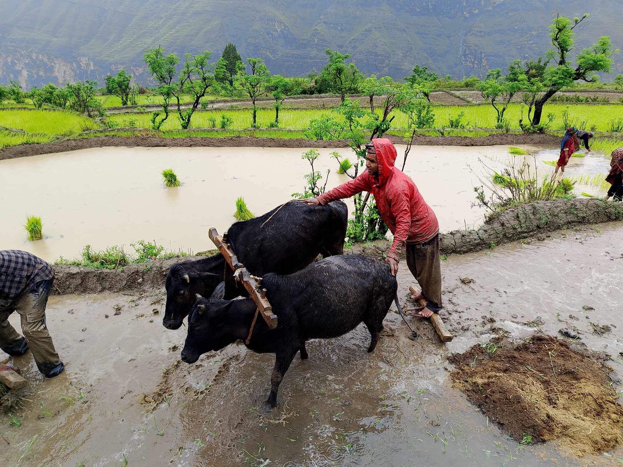 धान रोप्दै किसान