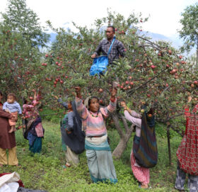 मुगुको स्याउ शहरतिर ढुवानी