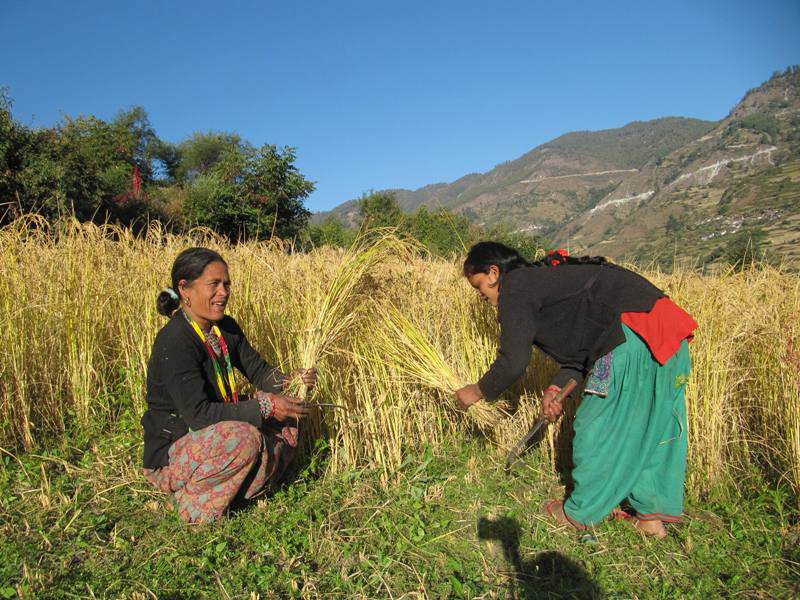 मुगुमा किसानलाई धान बाली भित्रयाउन चटारो