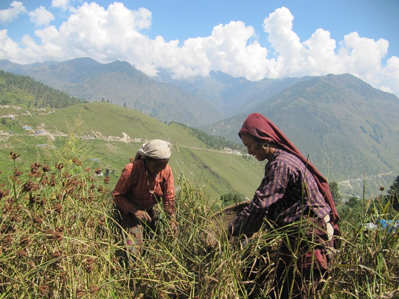 मुगुमा कोदो टिप्दै किसान