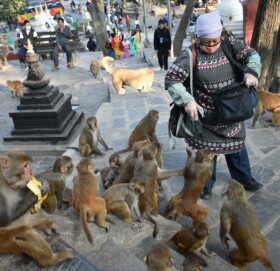 स्वयम्भूका बादरद्धारा खानेकुरा खोसाखोस
