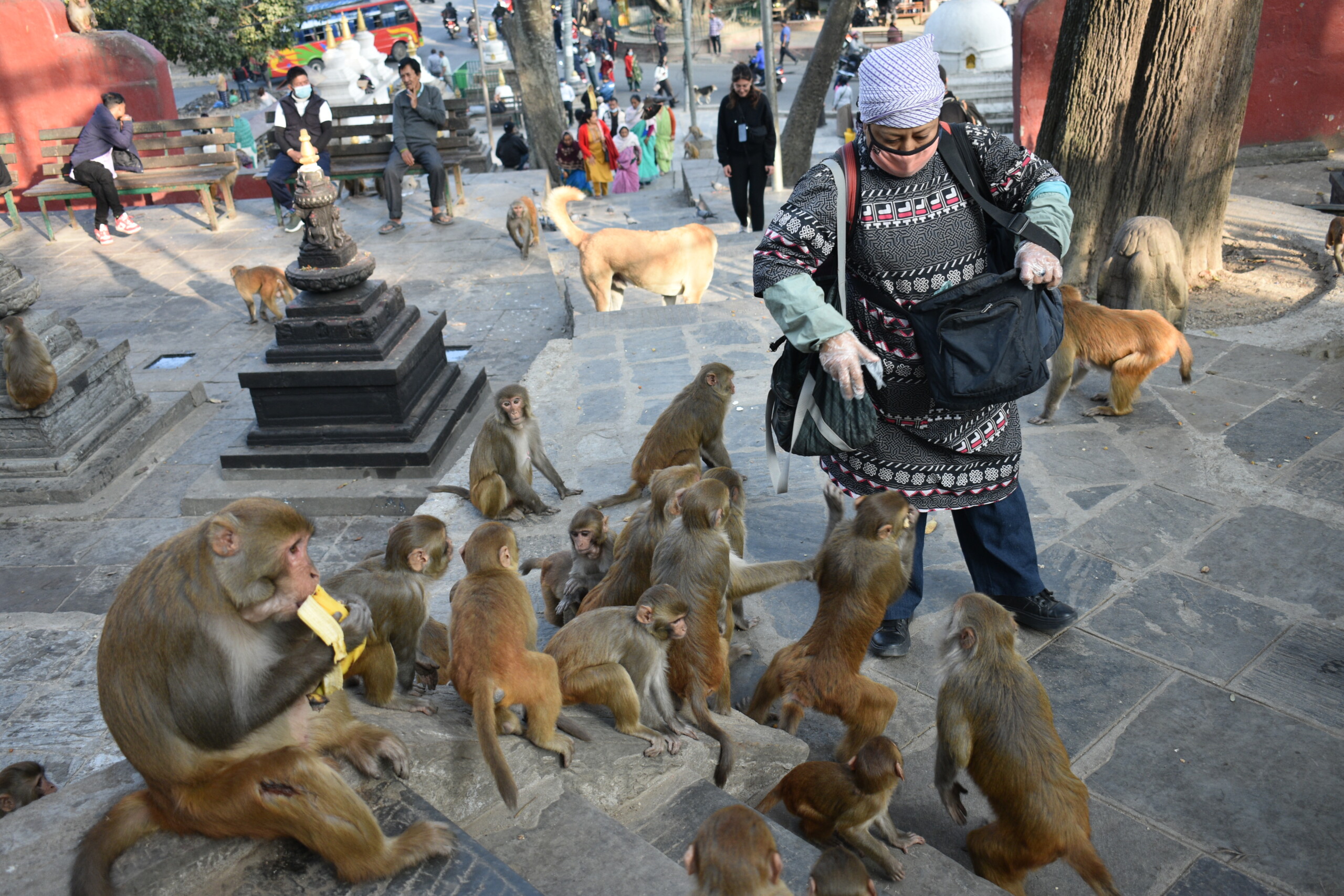 स्वयम्भूका बादरद्धारा खानेकुरा खोसाखोस